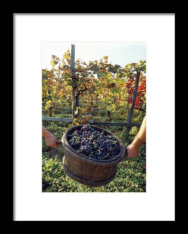 Raisin Noir Framed Print featuring the photograph Vendange Grape Picking by Hussenot - Photocuisine