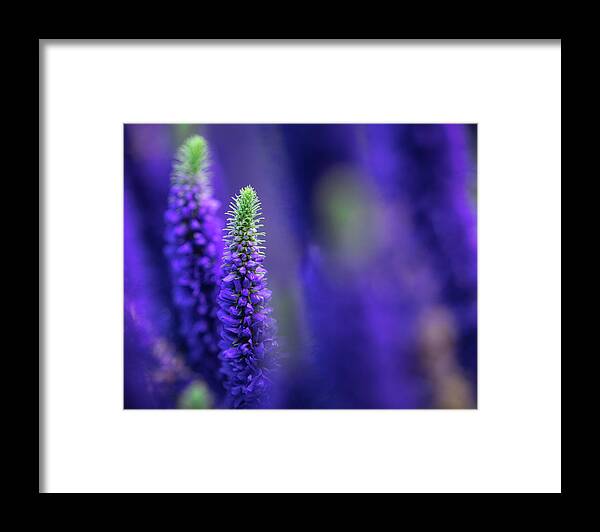 Veronica Framed Print featuring the photograph Veronica Wildflowers by Jade Moon