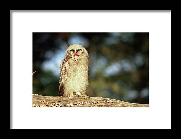 Kenya Framed Print featuring the photograph Verreauxs Eagle Owl Bubo Lacteus by James Warwick