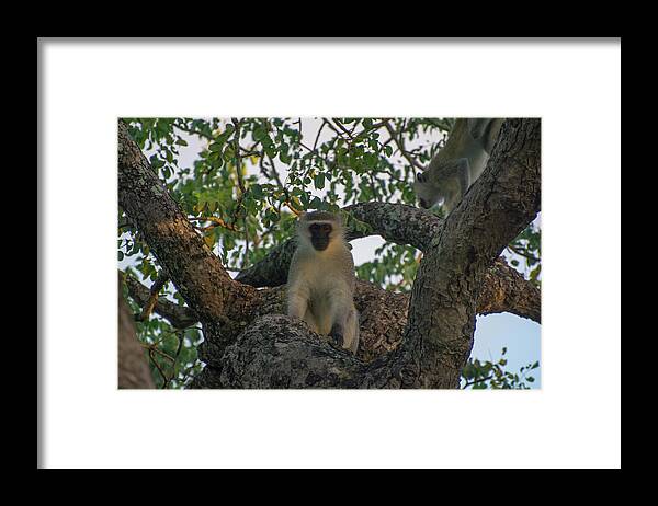 Monkey Framed Print featuring the photograph Vervet Monkey in a Tree by Mark Hunter