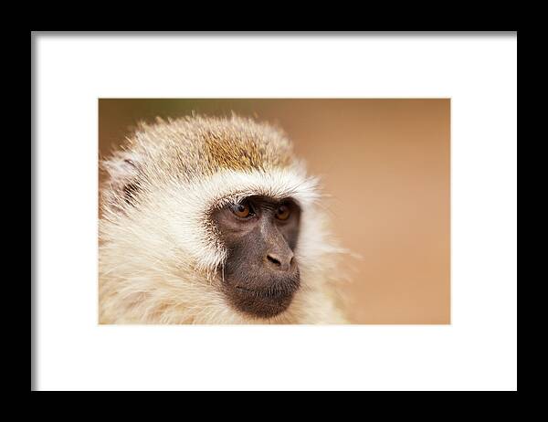 Kenya Framed Print featuring the photograph Vervet Monkey by Ivanmateev
