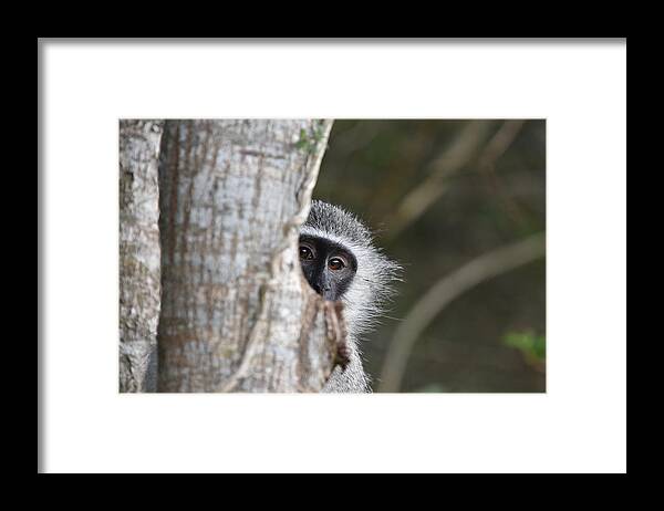 Vervet Framed Print featuring the photograph Vervet Monkey, South Africa by Ben Foster