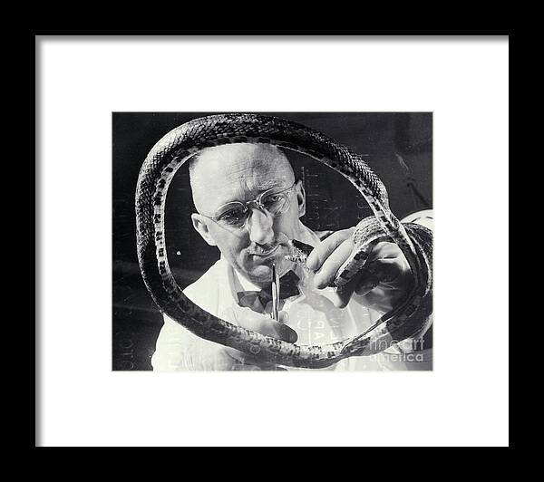 University Of Illinois Framed Print featuring the photograph Veterinarian With Snake by Bettmann