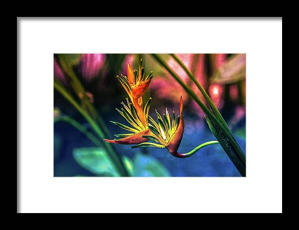 Bird Of Paradise Framed Print featuring the digital art Vibrant Jungle Bird by Pheasant Run Gallery