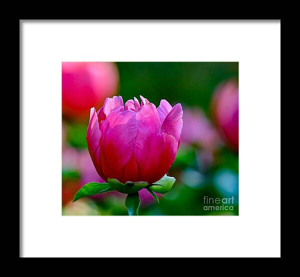 Beautiful Framed Print featuring the photograph Vibrant Pink Peony by Susan Rydberg
