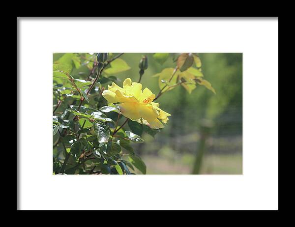 Vineyard Framed Print featuring the photograph Vineyard Yellow Roses In Spring by Cathy Lindsey