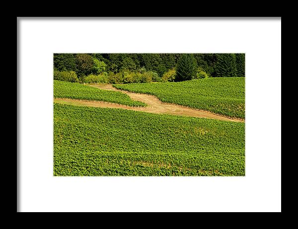 Outdoors Framed Print featuring the photograph Vineyards by Stuart Mccall