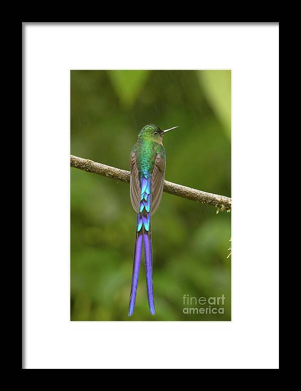 South America Framed Print featuring the photograph Violet-tailed Sylph by Dr P. Marazzi/science Photo Library