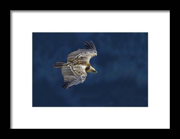 Bird Framed Print featuring the photograph Vulture In Blu by Marco Redaelli