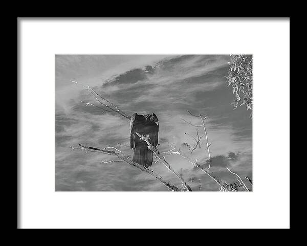 Black And White Framed Print featuring the photograph Vulture in Clouds by Sandra Dalton
