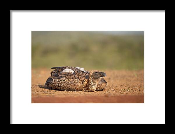 Vulture
African Vulture
Griffon
Raptor
Predator
Bird
Wild
Wildlife
Nature
Africa
South Africa
Zimanga
Rimanga Reserve Framed Print featuring the photograph Vulture by Marco Pozzi