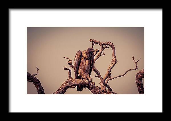 Botswana Framed Print featuring the photograph Vulture On The Watch by Rod Gotfried Photography