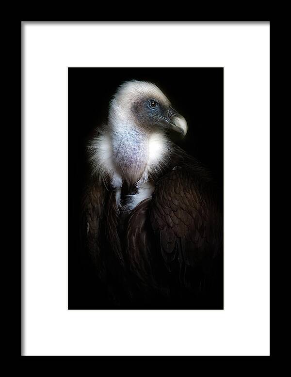 Vulture Framed Print featuring the photograph Vulture Portrait II by Santiago Pascual Buye