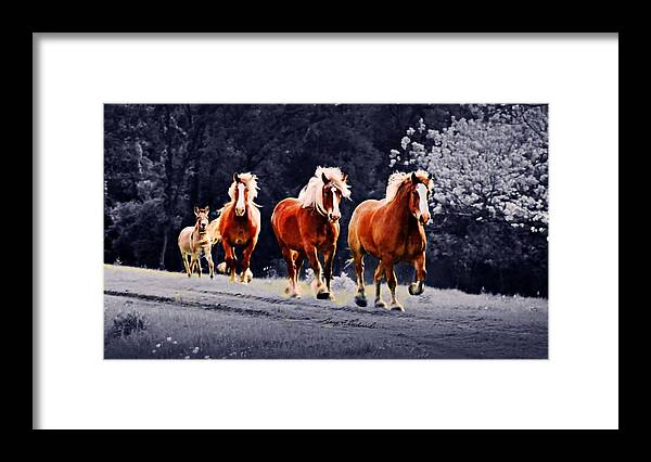 Clydesdale Framed Print featuring the photograph Wait for Me Fellas 10 by Gary F Richards