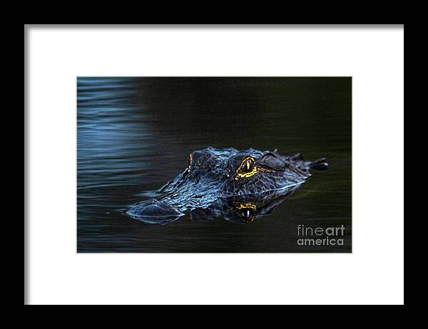 Alligator Framed Print featuring the photograph Waiting in the Moonlight by Jane Axman