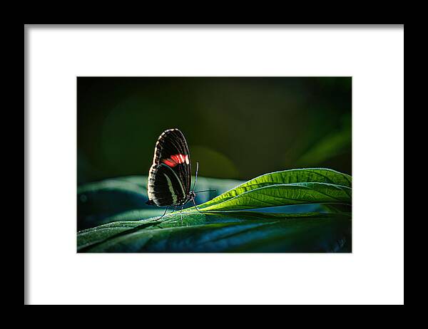 Butterfly Framed Print featuring the photograph Walking In Sunshine by Jiangping Chang