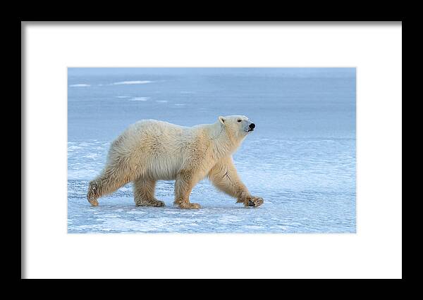 Bear Framed Print featuring the photograph Walking On Iced Lake by Alessandro Catta