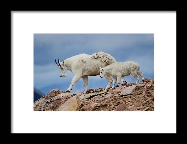 Wildlife Framed Print featuring the photograph Walking the ridge. by Jason Bohl