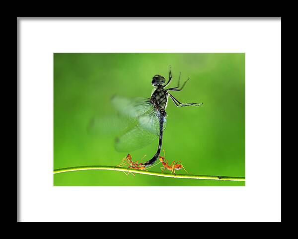 Canon Framed Print featuring the photograph Want To Fly by Adhi Prayoga