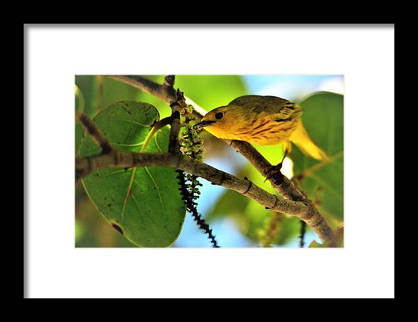 Setophaga Petechia Framed Print featuring the photograph Warbler's Delight by Climate Change VI - Sales