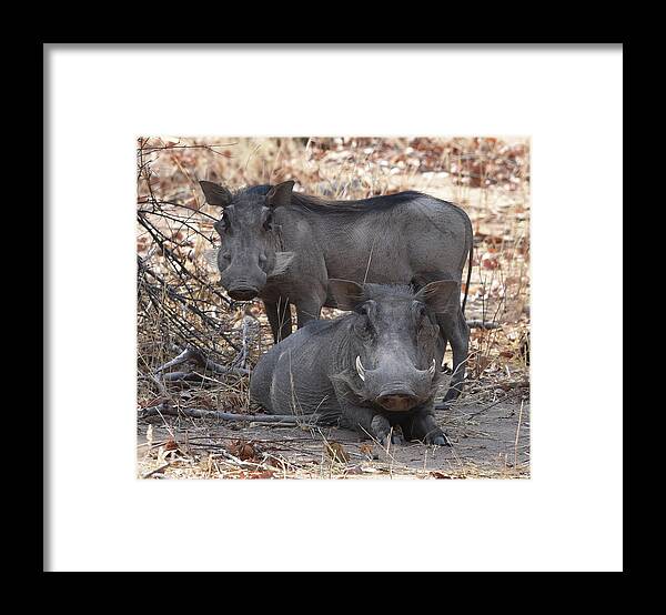 Warthog Framed Print featuring the photograph Wart Hog Pair by Ben Foster