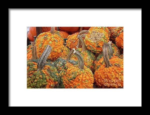 Warty Pumpkin Framed Print featuring the photograph Warty Pumpkins by Karen Adams