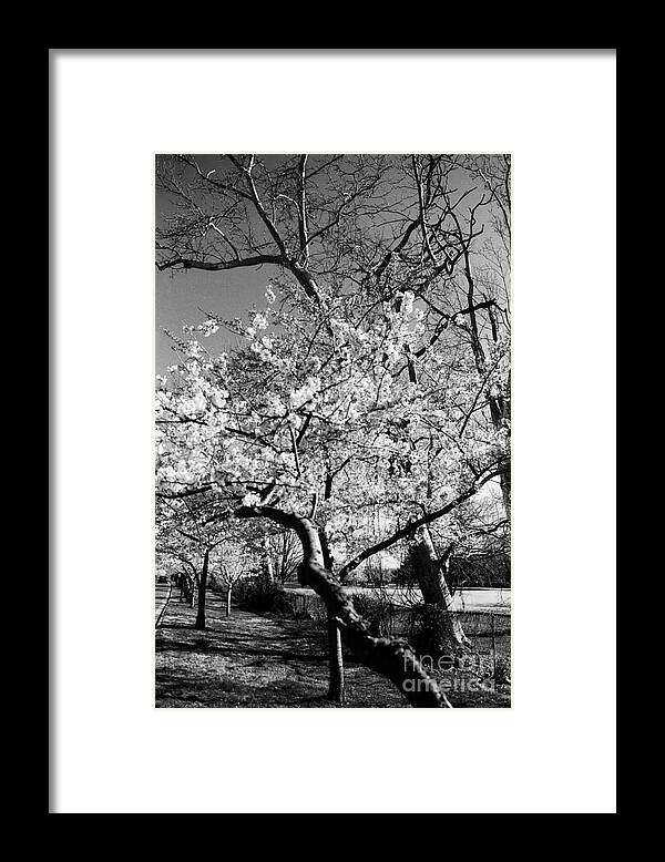 Cherry Blossoms Framed Print featuring the photograph Washington Springtime No.1 by Steve Ember