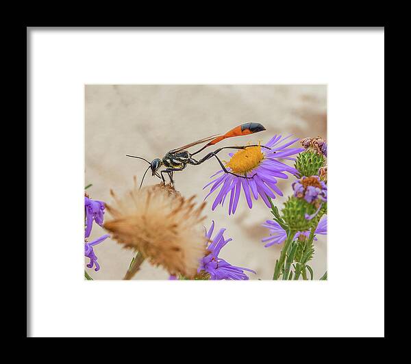 Wasp Framed Print featuring the photograph Wasp at White Sands by Adam Reinhart