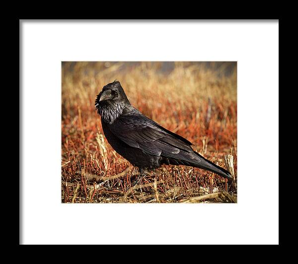 Corvidae Framed Print featuring the photograph Watchful Raven by Jean Noren