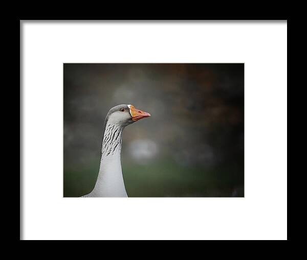  Framed Print featuring the photograph Watching by DArcy Evans
