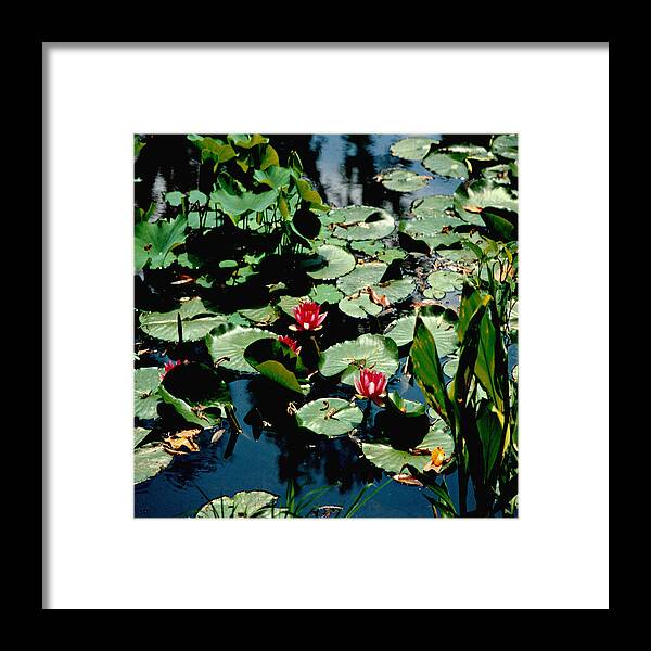 Water Lilies Framed Print featuring the photograph Water Lilies Squared by Mike McBrayer