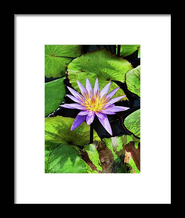 Water Lillies Framed Print featuring the photograph Water Lily 46 by Allen Beatty