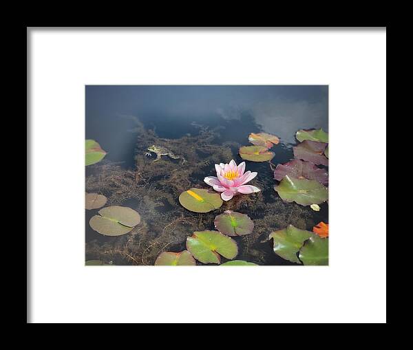 Water Lily Framed Print featuring the photograph Water Lily And Frog by Yan Zhao