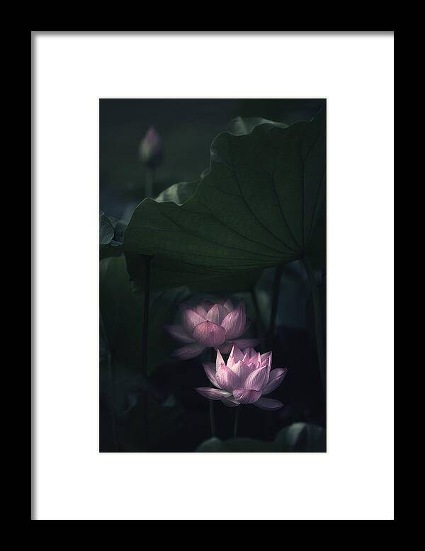 Water Framed Print featuring the photograph Water Lily by Catherine W.