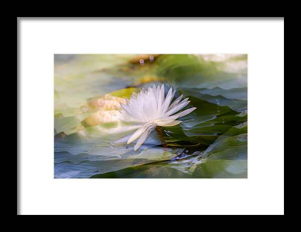 Water Lily Framed Print featuring the photograph Water Lily by Stan A. Malek