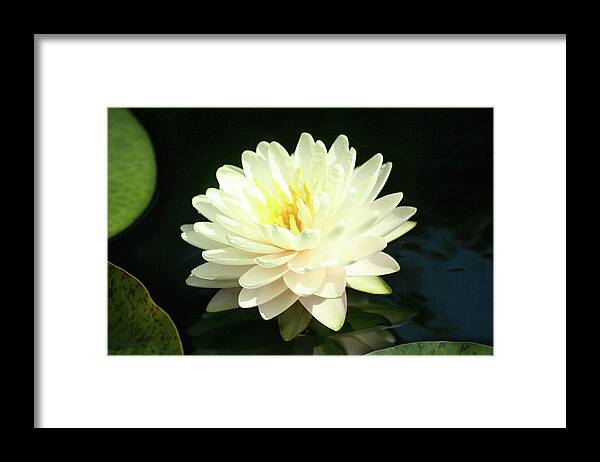 Flower Framed Print featuring the photograph Water Lily by Steve Karol