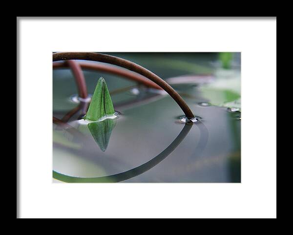 Bud Framed Print featuring the photograph Waterlily Bud Piercing Through Water by Romana Chapman