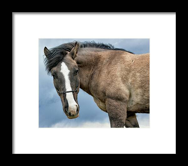  Framed Print featuring the photograph Watusi by Paul Berger