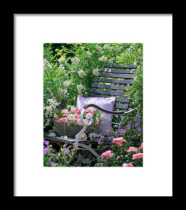 Ip_12138125 Framed Print featuring the photograph Weathered Wooden Chair In Front Of Wild Rose Rosa Multiflora by Friedrich Strauss