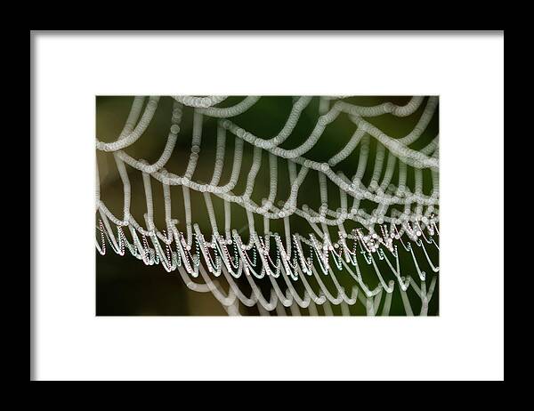 Astoria Framed Print featuring the photograph Web Patterns by Robert Potts
