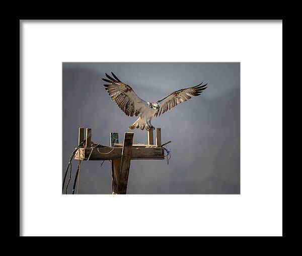 #osprey #raptor #bird #eagle #nature #home #wild #wildlife #animal #animals Framed Print featuring the photograph Welcome To Osprey\'s Home by Ahmed Elkahlawi