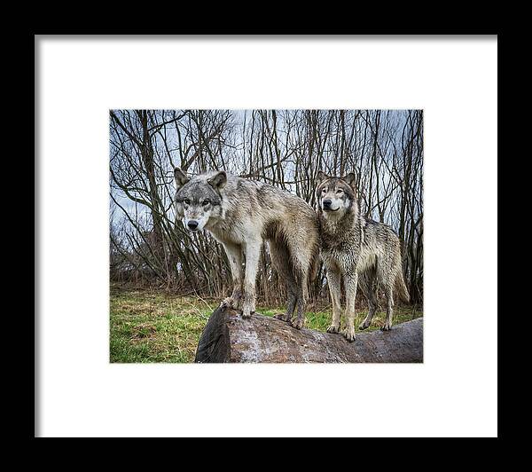 Wolves Wolf Framed Print featuring the photograph Well hello by Laura Hedien
