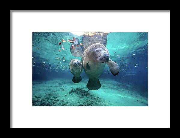 Underwater Framed Print featuring the photograph West Indian Manatees by James R.d. Scott