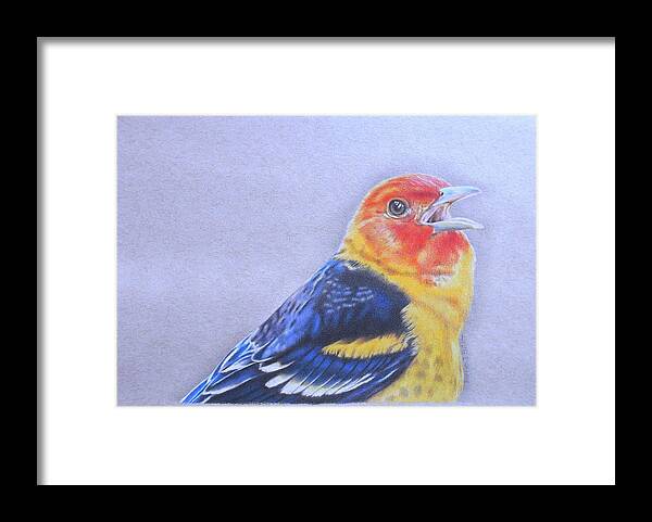 Western Tanager Framed Print featuring the drawing Western Tanager - Male by Karrie J Butler