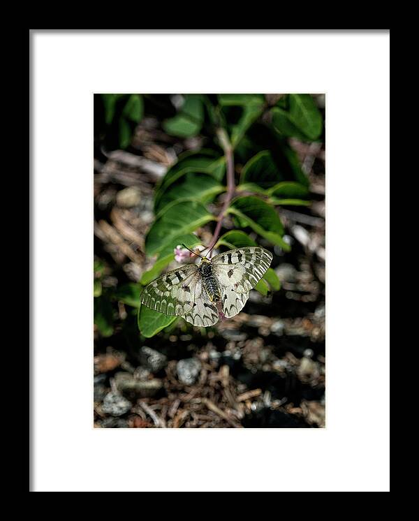 Betty Depee Framed Print featuring the photograph Western White Butterfly by Betty Depee