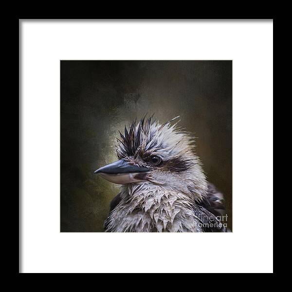 Kookaburra Framed Print featuring the photograph Wet Bird by Eva Lechner