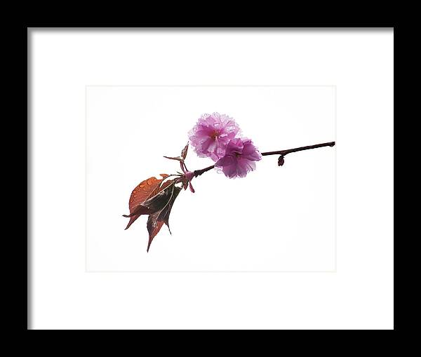 Hanging Framed Print featuring the photograph Wet Cherry Blossoms by Orlin Bertsch