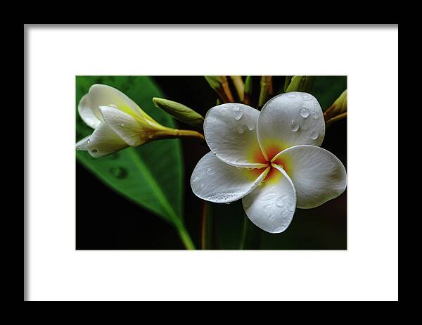 Hawaii Framed Print featuring the photograph Wet Plumeria Flower by John Bauer