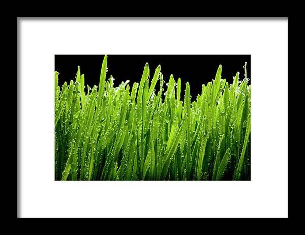 Environmental Conservation Framed Print featuring the photograph Wet Wheat Grass On Black by Chris Stein