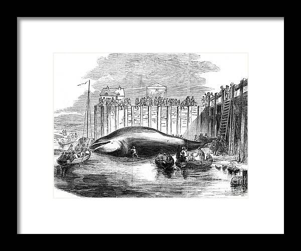 Thurrock Framed Print featuring the drawing Whale Captured In The Thames, Grays by Print Collector